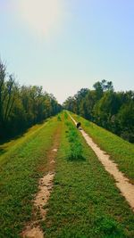 Footpath amidst trees against clear sky