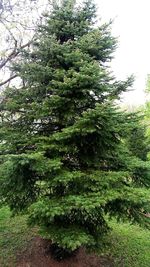 Low angle view of tree against sky