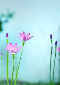 Close-up of pink lotus water lily