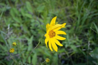 Close-up of yellow flower