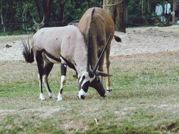 Horse grazing on field