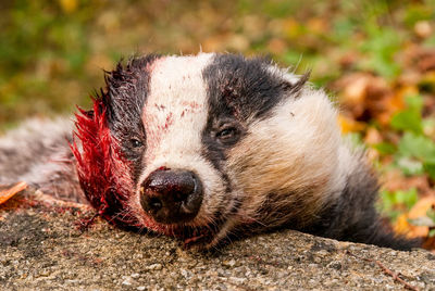 Close-up of a cat looking away