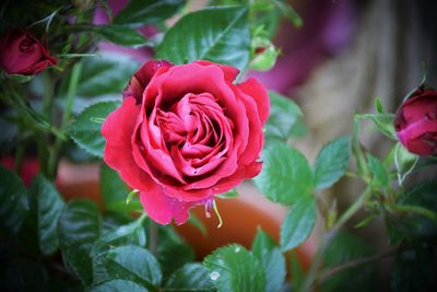 Close-up of red rose