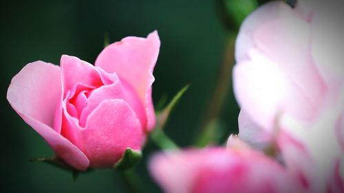 Close-up of pink rose