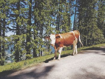 Cow standing on road against trees