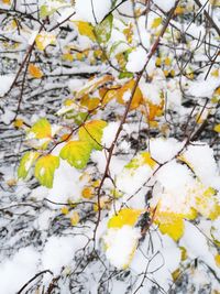 Close-up of snow covered tree