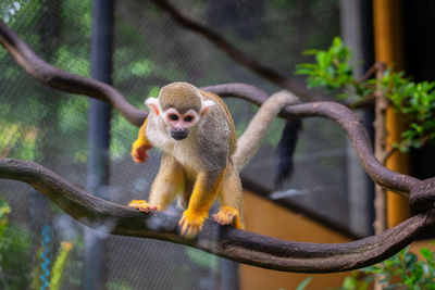 Monkey sitting on tree branch in zoo