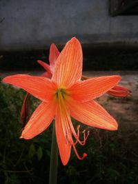 Close-up of day lily blooming outdoors