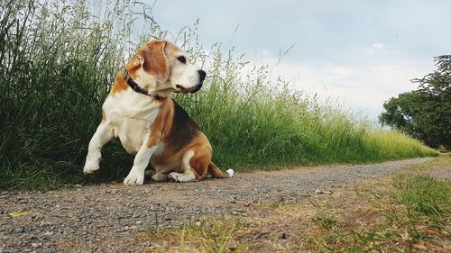 Dog looking away on field