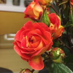 Close-up of rose blooming outdoors