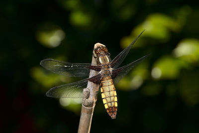 Female broad bodied chaser dragonfly of the order odonata on bamboo. natural soft background