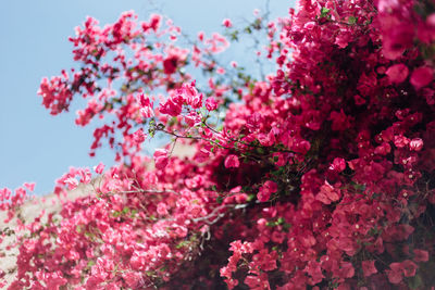 Low angle view of pink flowers blooming on tree