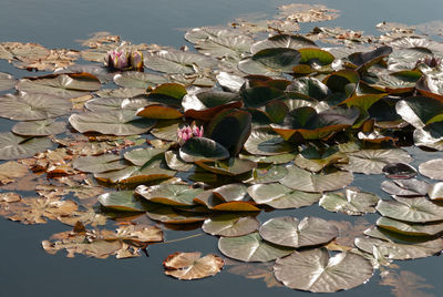 High angle view of water lilies on leaves