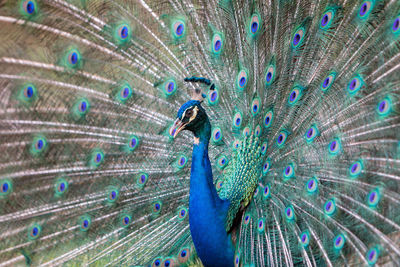 Close-up of peacock