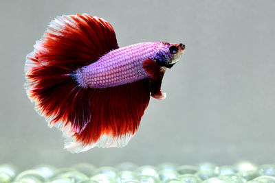 Fancy red purple dragon betta fish , rose tail, half moon plakat, with grey background