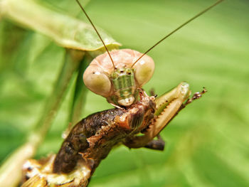 Close-up of insect on leaf