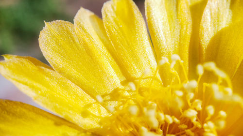 Close-up of yellow flowering plant