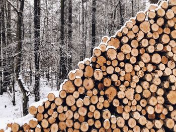 Stack of logs in forest