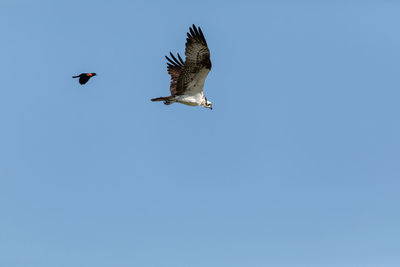 Low angle view of birds flying in the sky