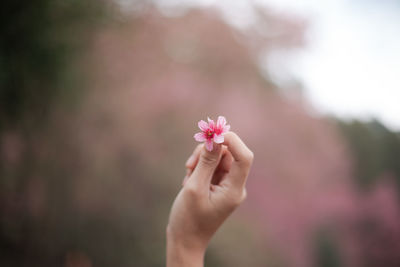 Close-up of hand holding pink flower