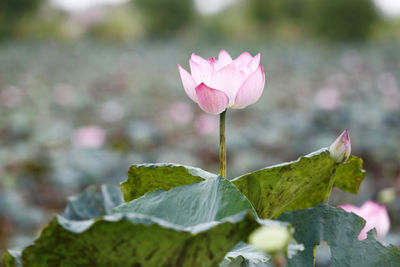 Close-up of pink lotus water lily