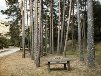 Empty bench in forest