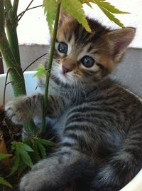 Close-up portrait of cat