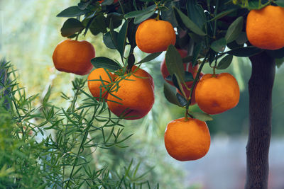 Close-up of oranges growing on tree