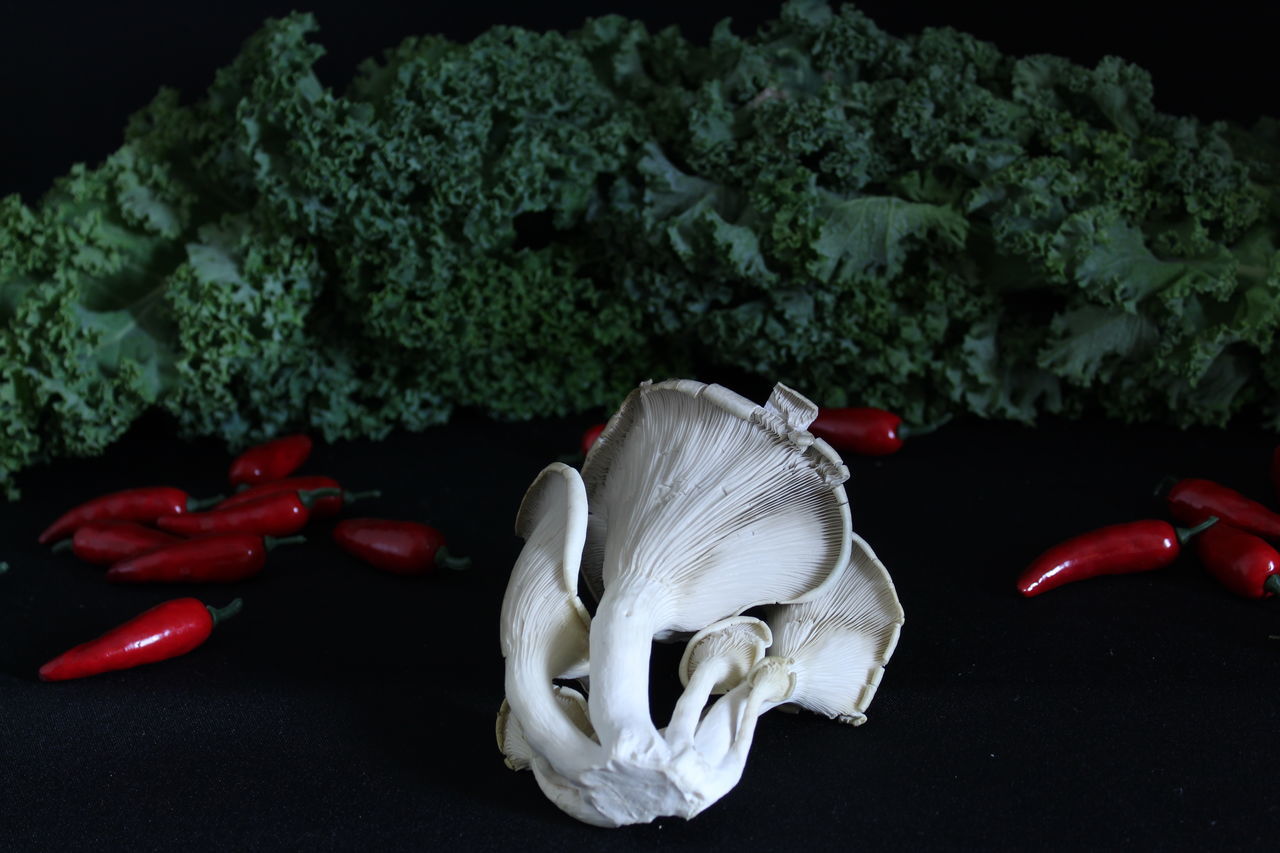 HIGH ANGLE VIEW OF RED CHILI PEPPERS IN PLASTIC CONTAINER