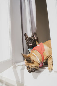 Portrait of a dog sitting on window at home