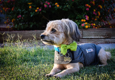 Dog relaxing on grass