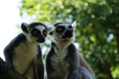 View of two lemurs catta sitting on tree