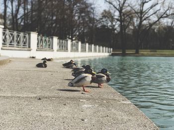 Birds perching on riverbank