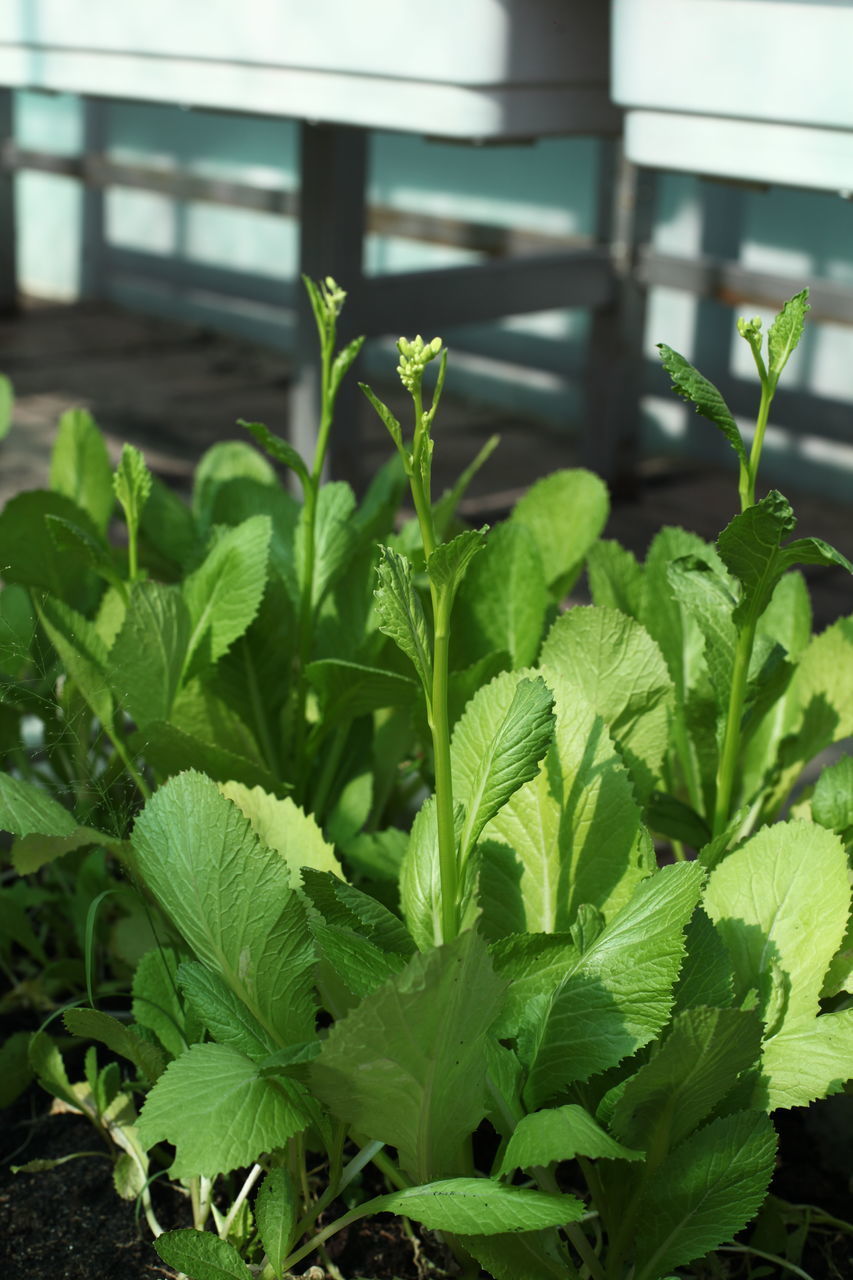 CLOSE-UP OF FRESH GREEN PLANTS IN YARD