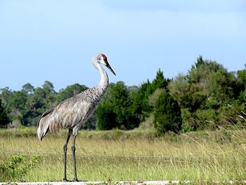 Bird standing in a field