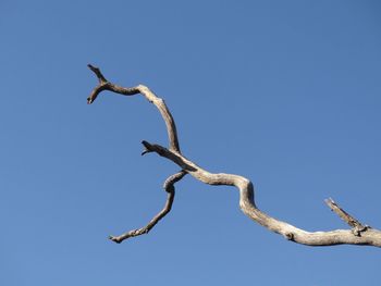 Low angle view of dead tree against clear blue sky