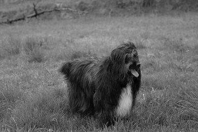 Dog on field