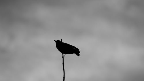 Low angle view of bird perching on a sky