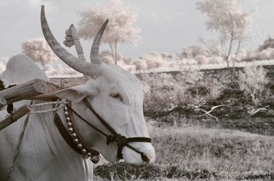 Close-up of a cow against plants