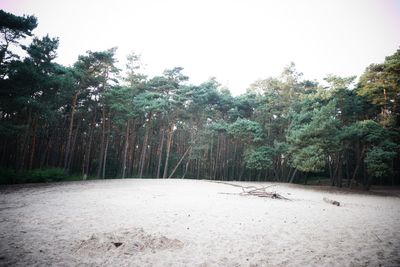 Trees in forest