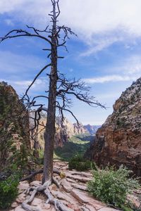 Trees on landscape against sky