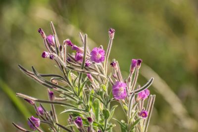Close-up of purple flowering plant