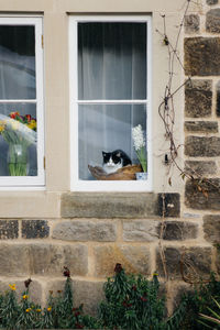 Cat looking through window