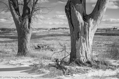 Bare trees on grassy field