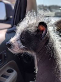 Chinese crested hairless 