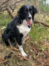 Portrait of dog looking away on field