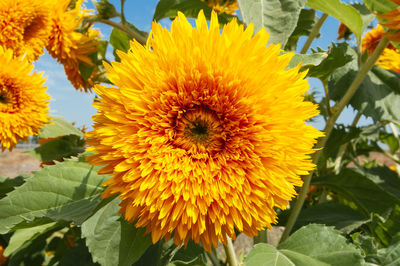 Close-up of yellow flowering plant