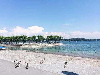 Birds on beach against sky