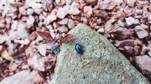 Close-up of ladybug on leaf
