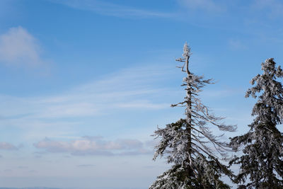 Low angle view of trees against sky